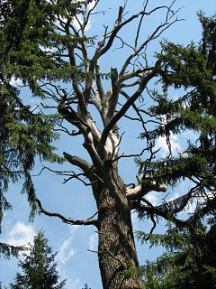 Puszcza Biaowieska - martwy db szypukowy